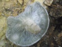 Grüner Anistrichterling